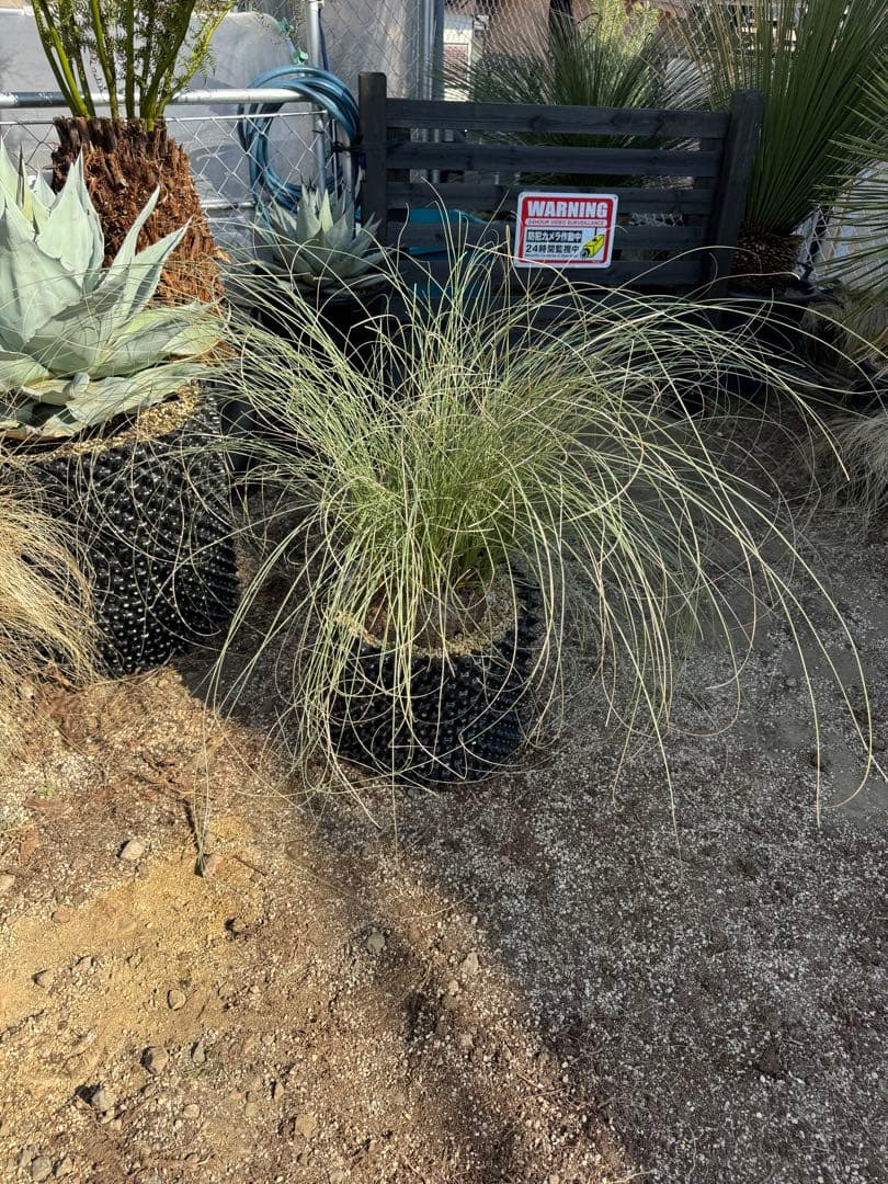 カリバナスフーケリー