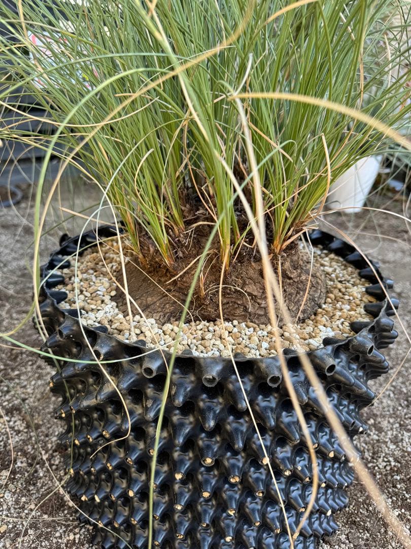 カリバナスフーケリー