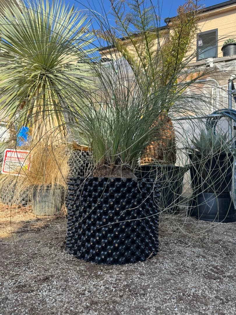 カリバナスフーケリー