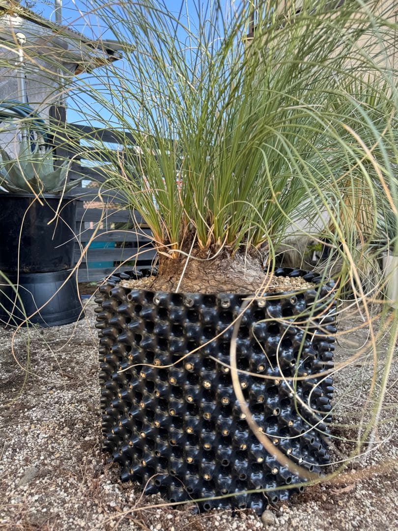 カリバナスフーケリー