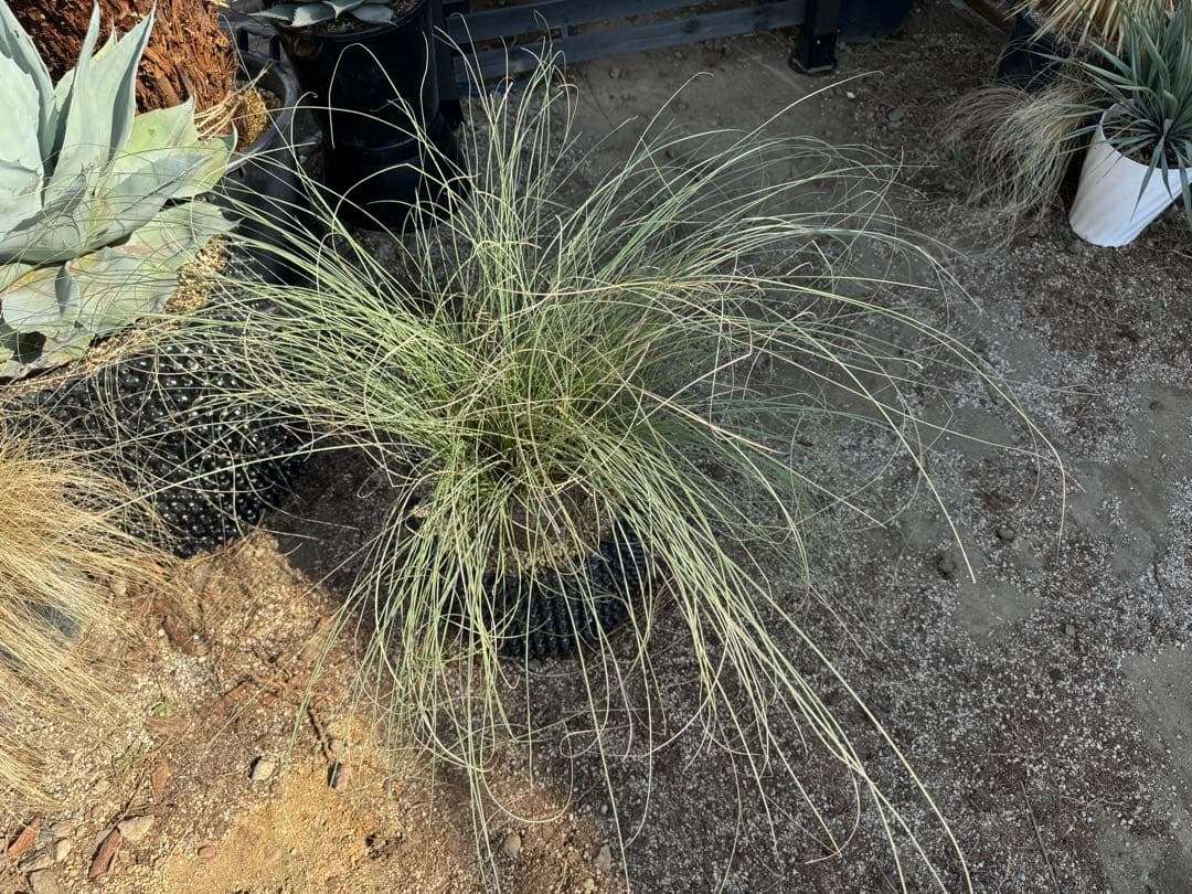 カリバナスフーケリー