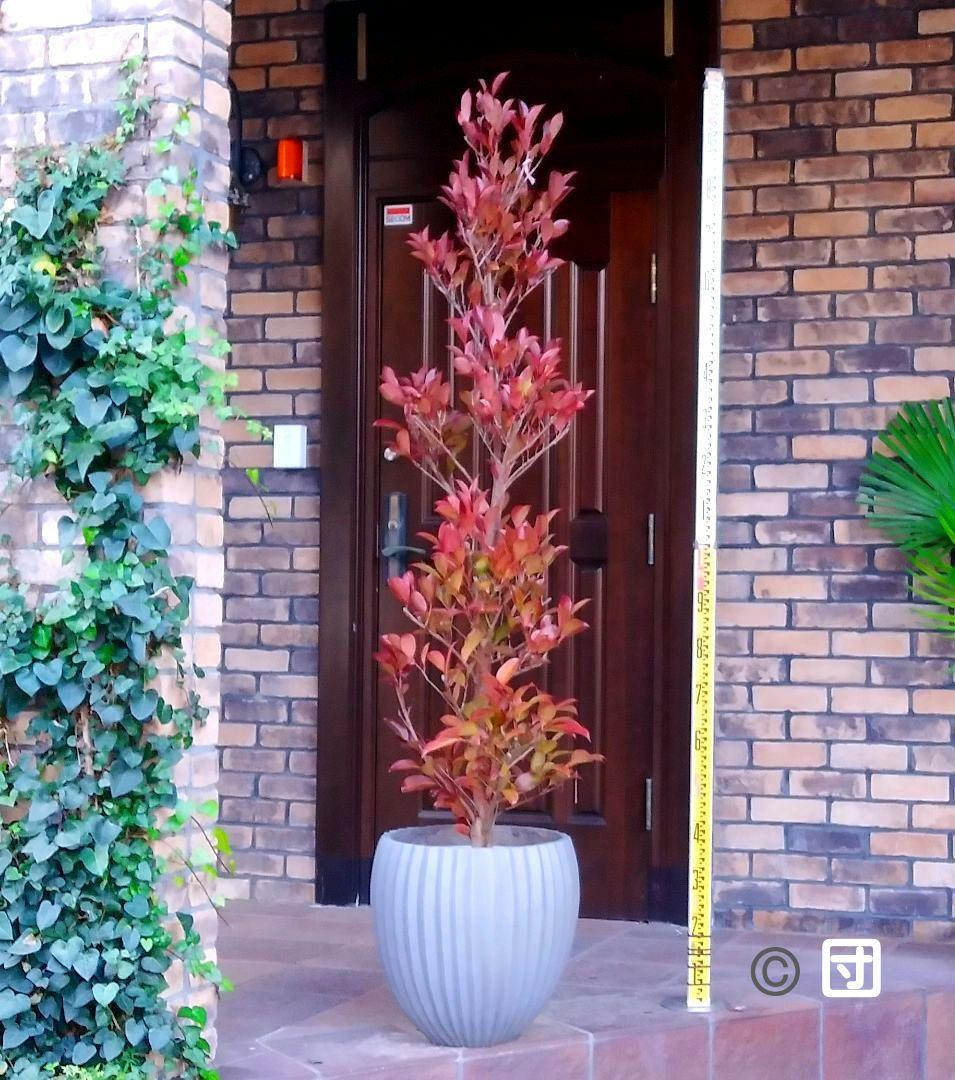 サカキ苗木 本榊 稀少 紅葉サカキ 大型190㎝ 10号 綺麗な葉色 庭木 鉢植