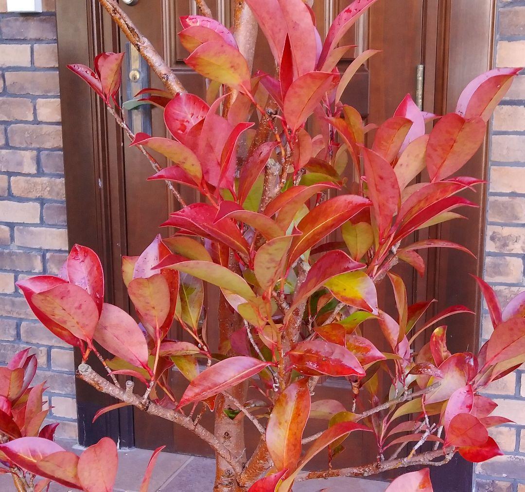 サカキ苗木 本榊 稀少 紅葉サカキ 大型190㎝ 10号 綺麗な葉色 庭木 鉢植