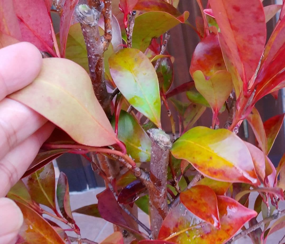 サカキ苗木 本榊 稀少 紅葉サカキ 大型190㎝ 10号 綺麗な葉色 庭木 鉢植