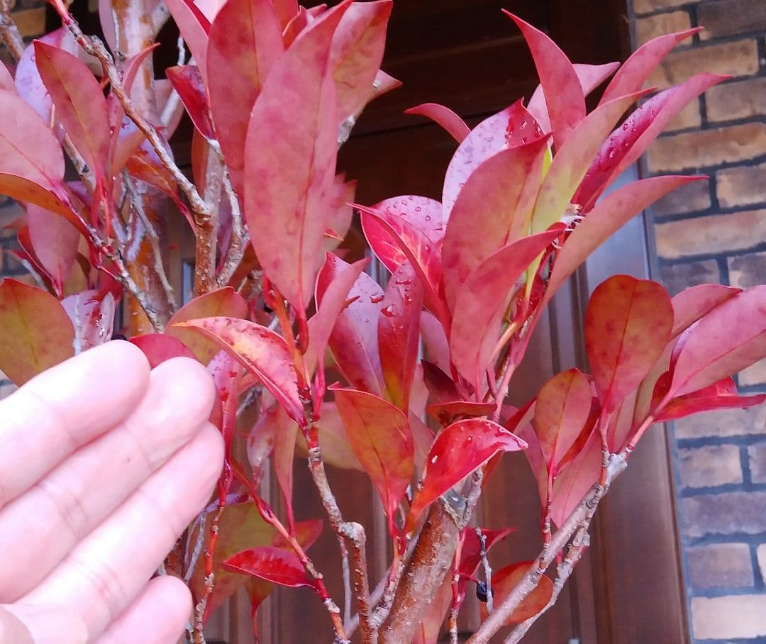 サカキ苗木 本榊 稀少 紅葉サカキ 大型190㎝ 10号 綺麗な葉色 庭木 鉢植
