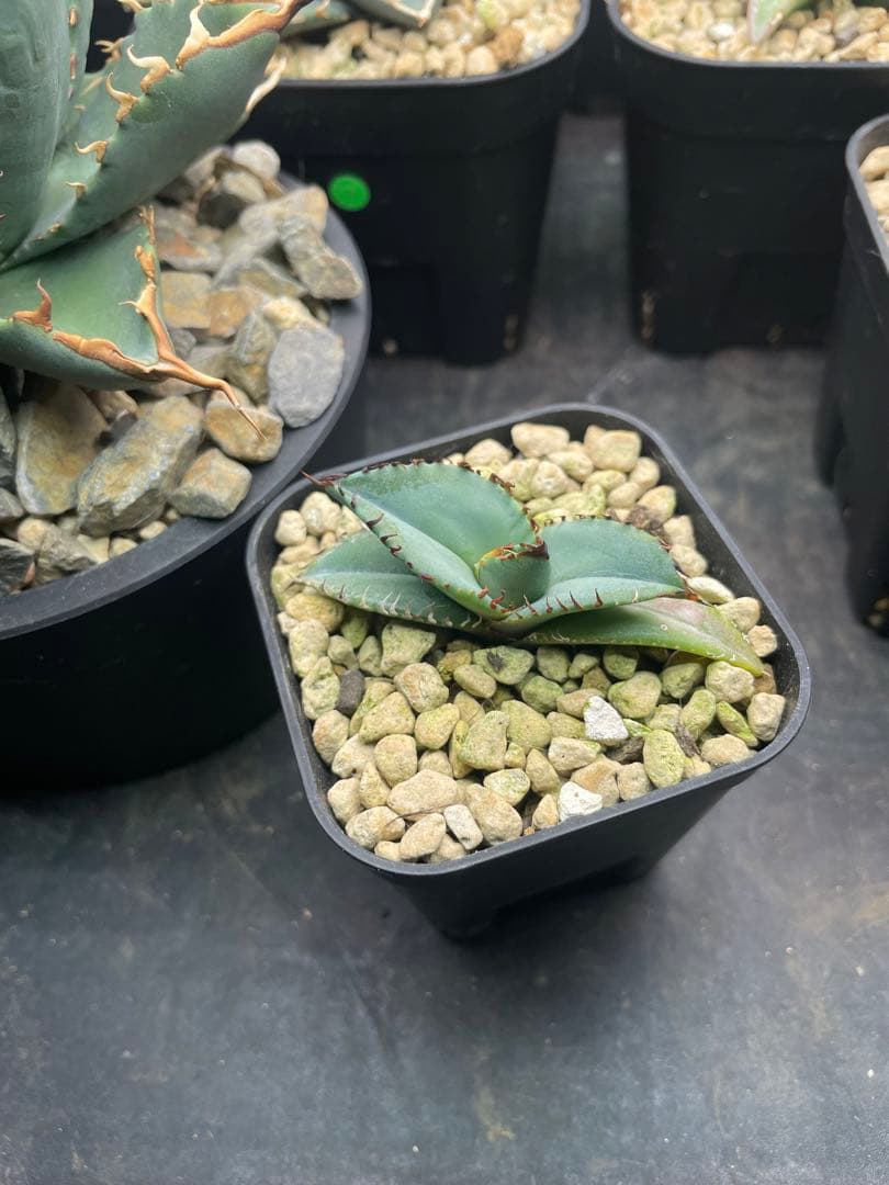 ③発根済み Hidden Agave titanota 'creep'