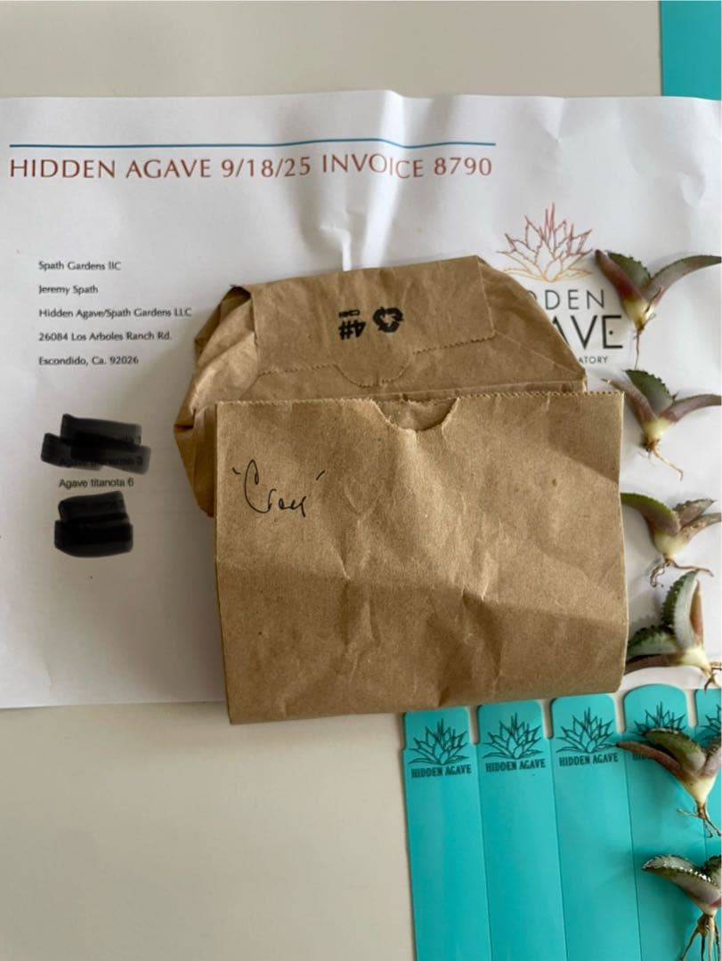 ③発根済み Hidden Agave titanota 'creep'