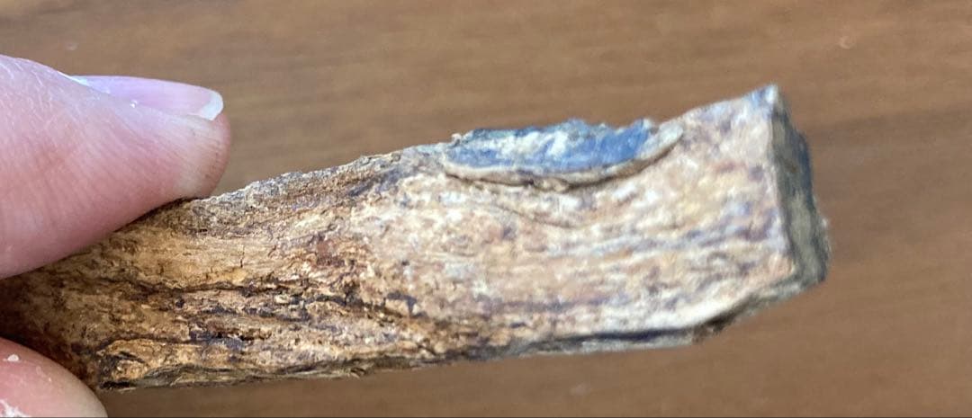 香木　沈香　青タニ　4グラム