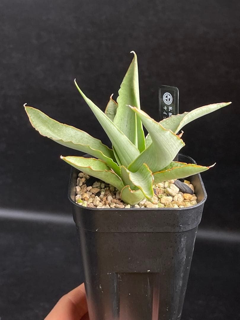 EMP サンセベリア Saigon / 最後の写真が成長株です SA353