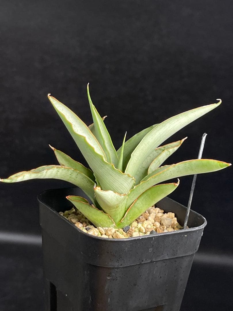 EMP サンセベリア Saigon / 最後の写真が成長株です SA353