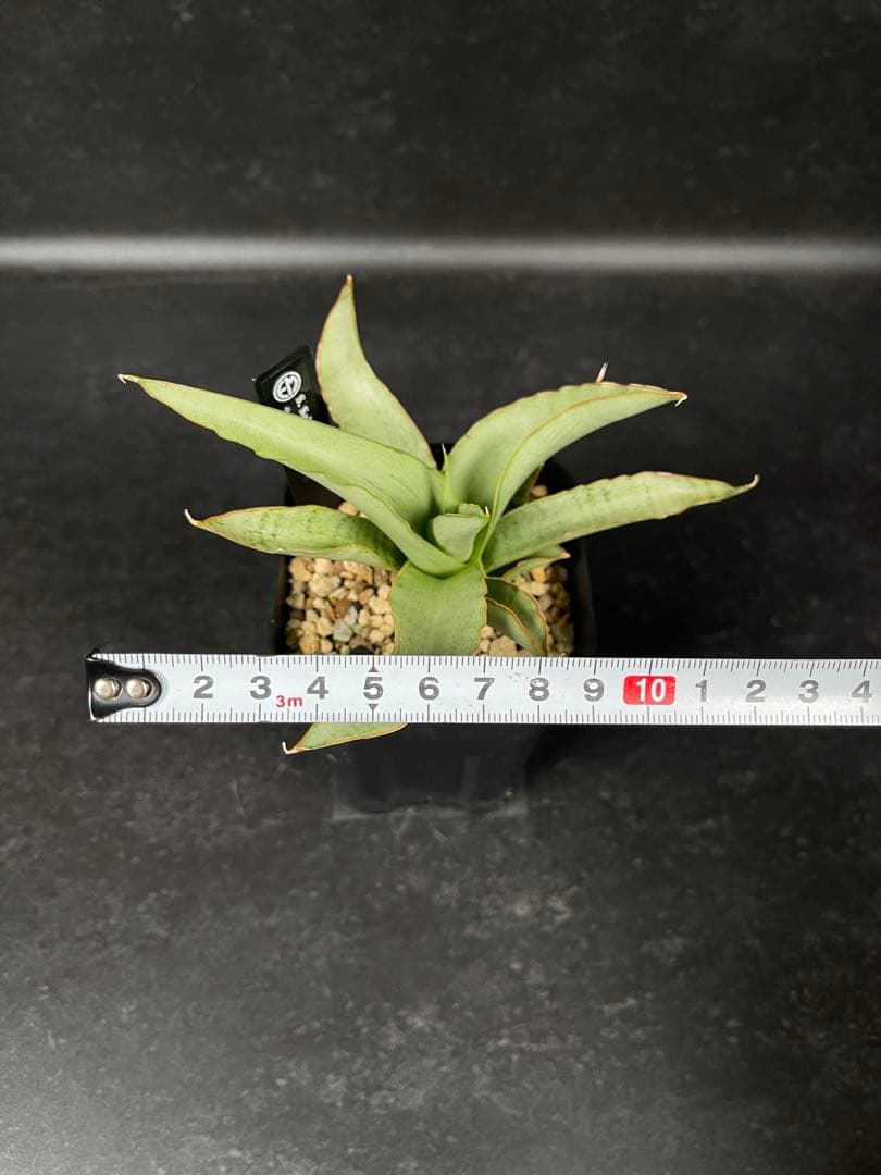 EMP サンセベリア Saigon / 最後の写真が成長株です SA353