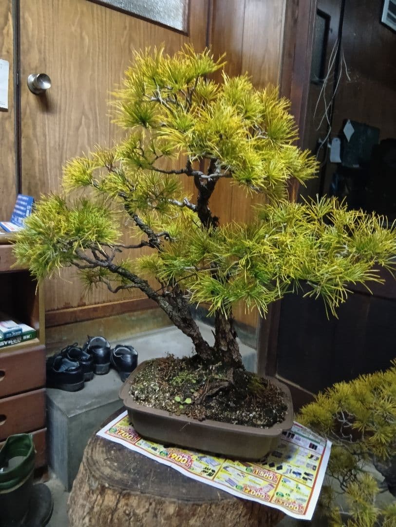 五葉松（かなり年数持ち込み古い）②