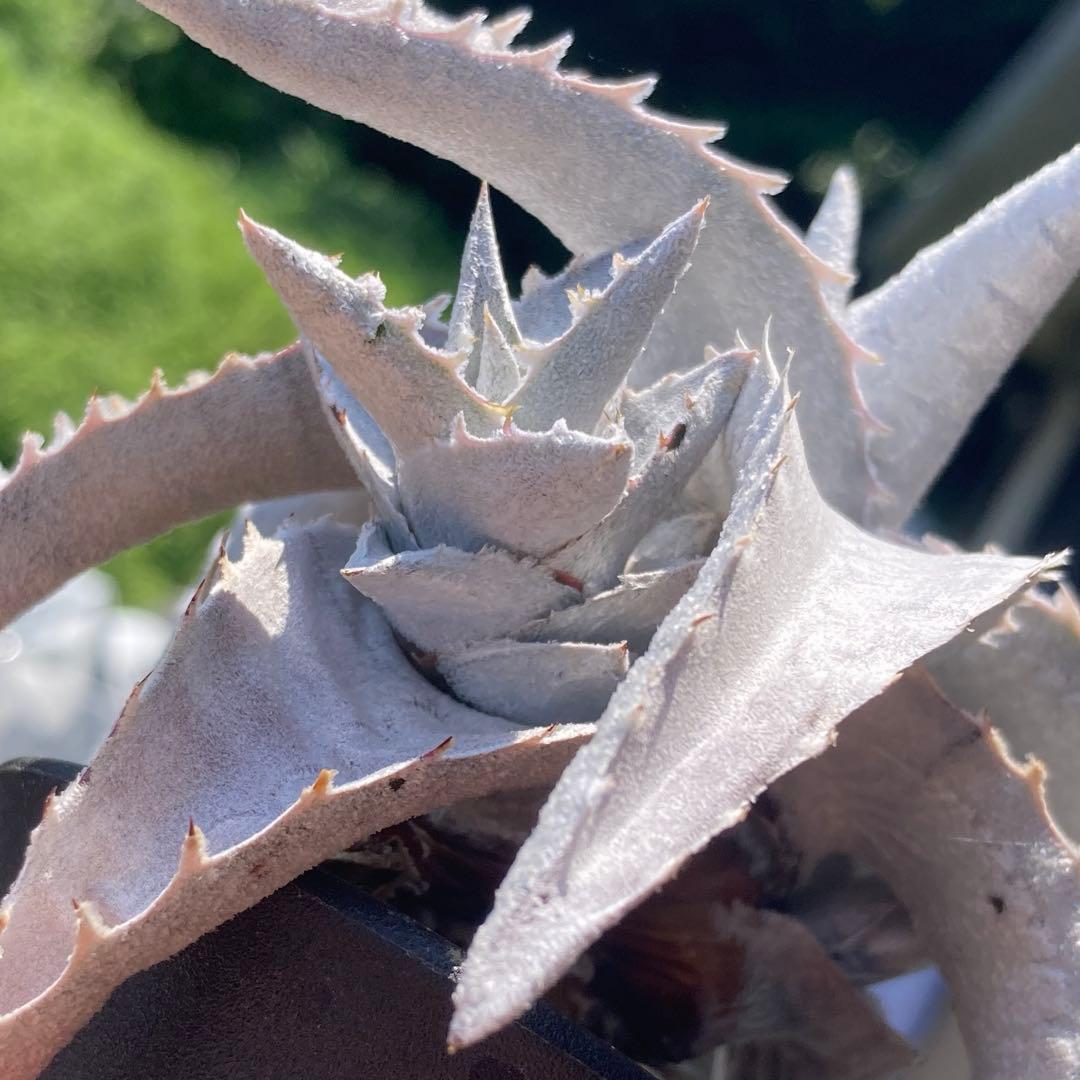 希少❗️ タスマニア産 幹太ディクソニア アンタルクティカ 発根済み