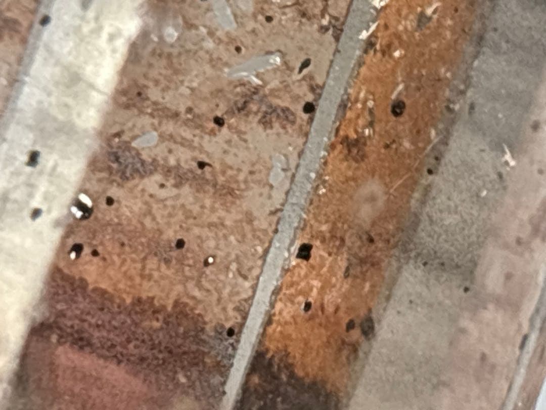 《ファントム×ライトスモーキークォーツクラスター＊ブラックルチル》