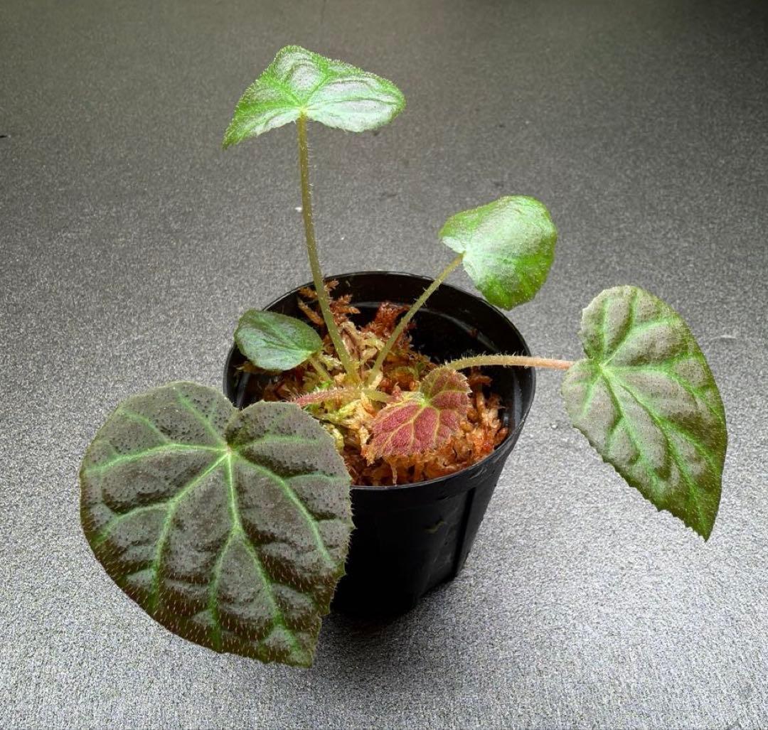 Begonia sp from Bukittinggi【AZ1123-12a】 - メルカリ