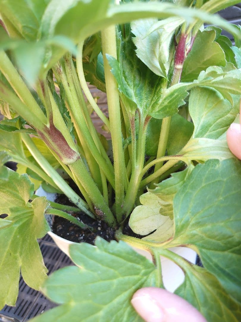 ラナンキュラスラックス アルテミスII 変わり咲き 開花鉢 - メルカリ