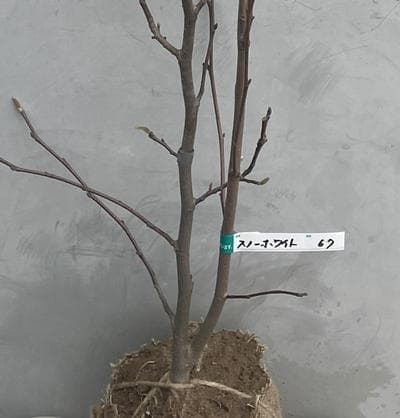 《現品》白モクレン　スノーホワイト　樹高1.1ｍ（根鉢含まず）67【庭木/苗木】