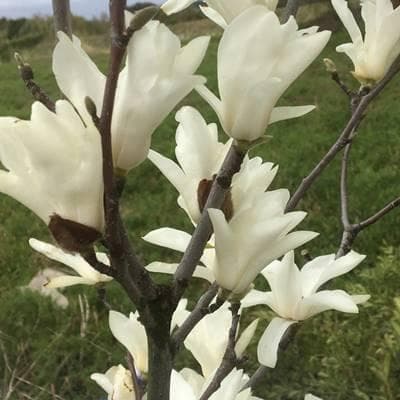 《現品》白モクレン　スノーホワイト　樹高1.1ｍ（根鉢含まず）67【庭木/苗木】