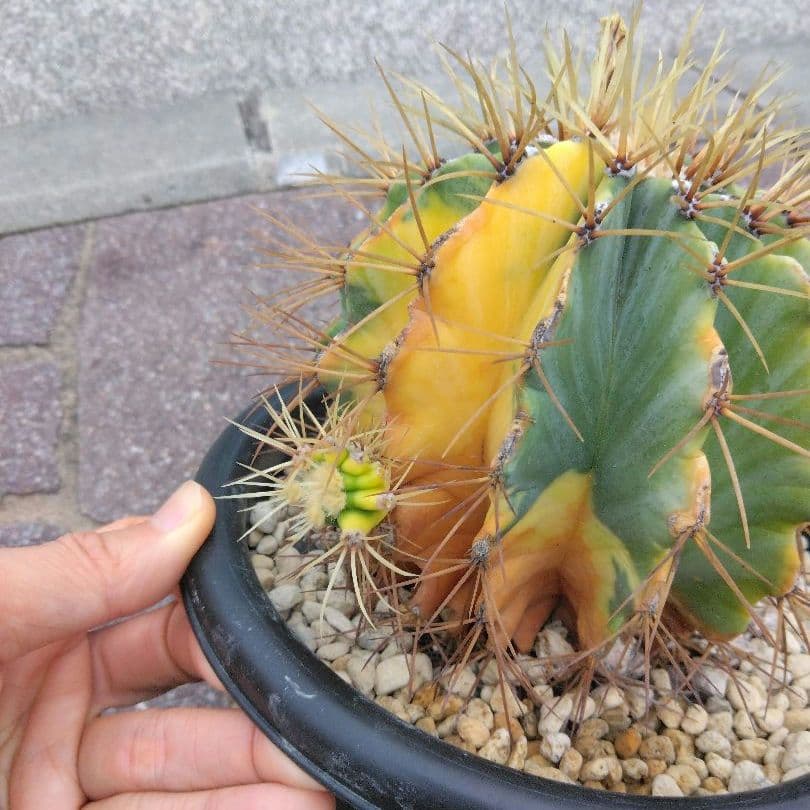 サボテン 王冠竜 錦 フェロカクタス - メルカリ