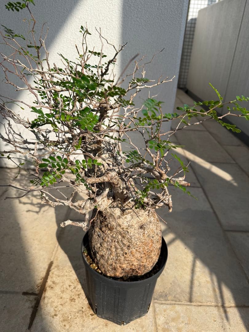 こ*す様 オペルクリカリア　パキプス　特大株