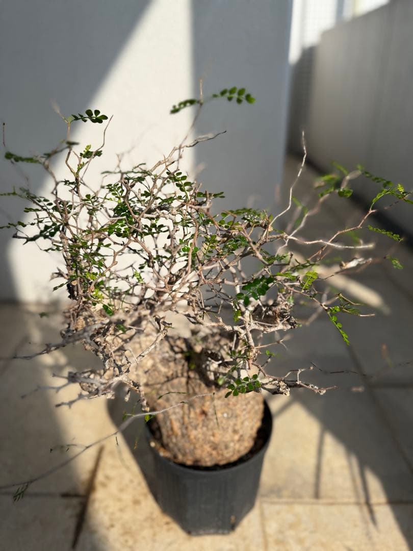 こ*す様 オペルクリカリア　パキプス　特大株