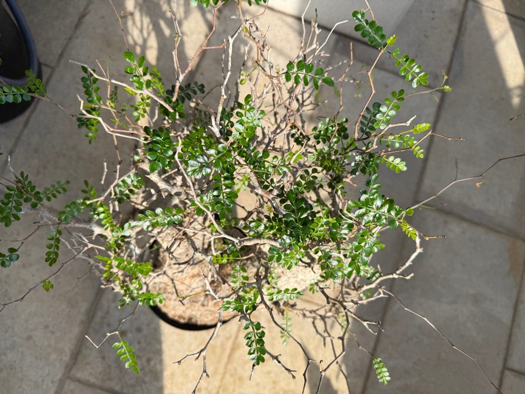 こ*す様 オペルクリカリア　パキプス　特大株