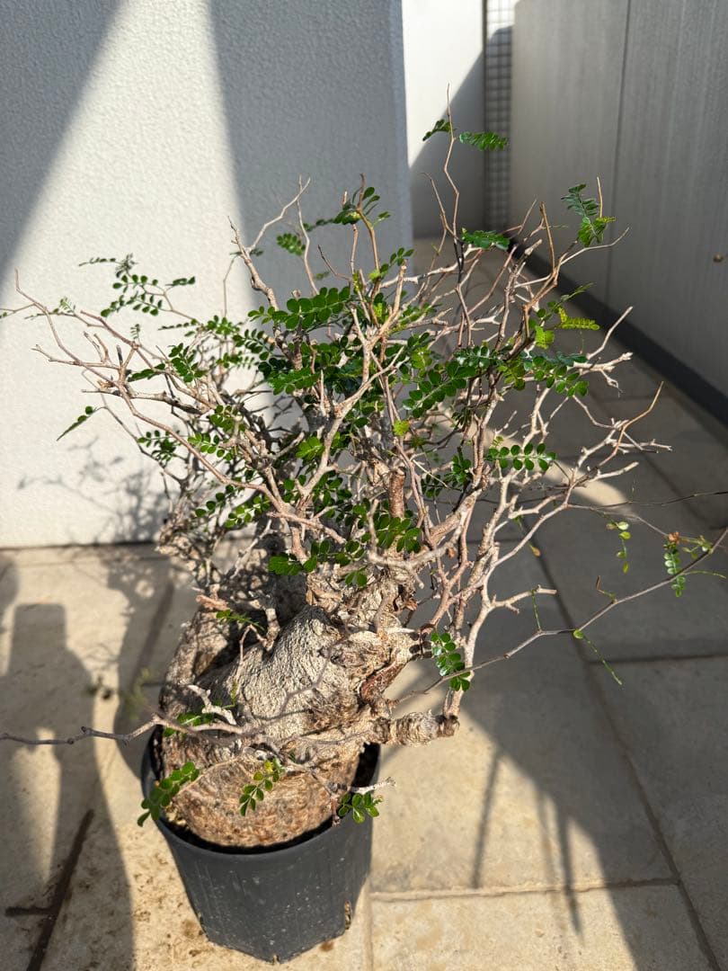 こ*す様 オペルクリカリア　パキプス　特大株