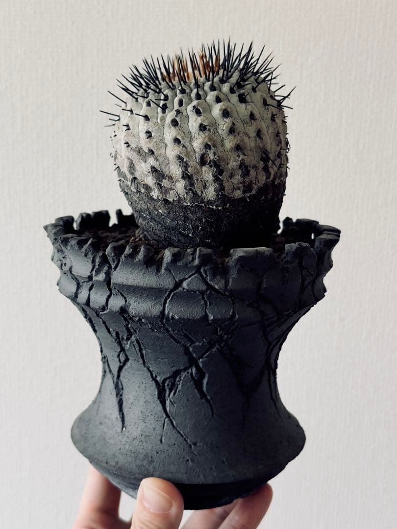 コピアポア Copiapoa コルムナアルバ　現地球　白肌美株　弧竜丸　黒王丸