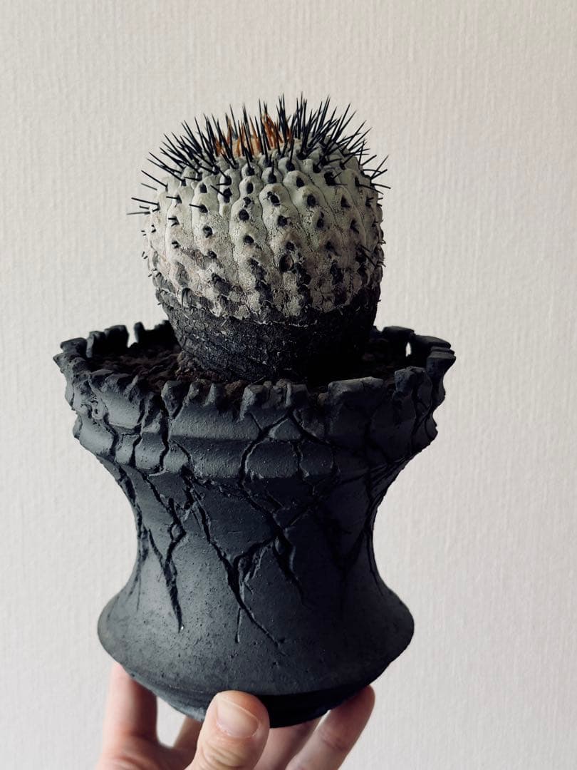 コピアポア Copiapoa コルムナアルバ　現地球　白肌美株　弧竜丸　黒王丸