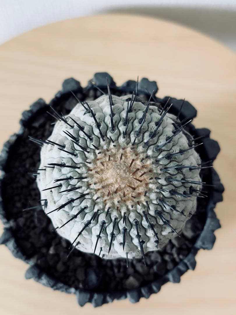 コピアポア Copiapoa コルムナアルバ　現地球　白肌美株　弧竜丸　黒王丸