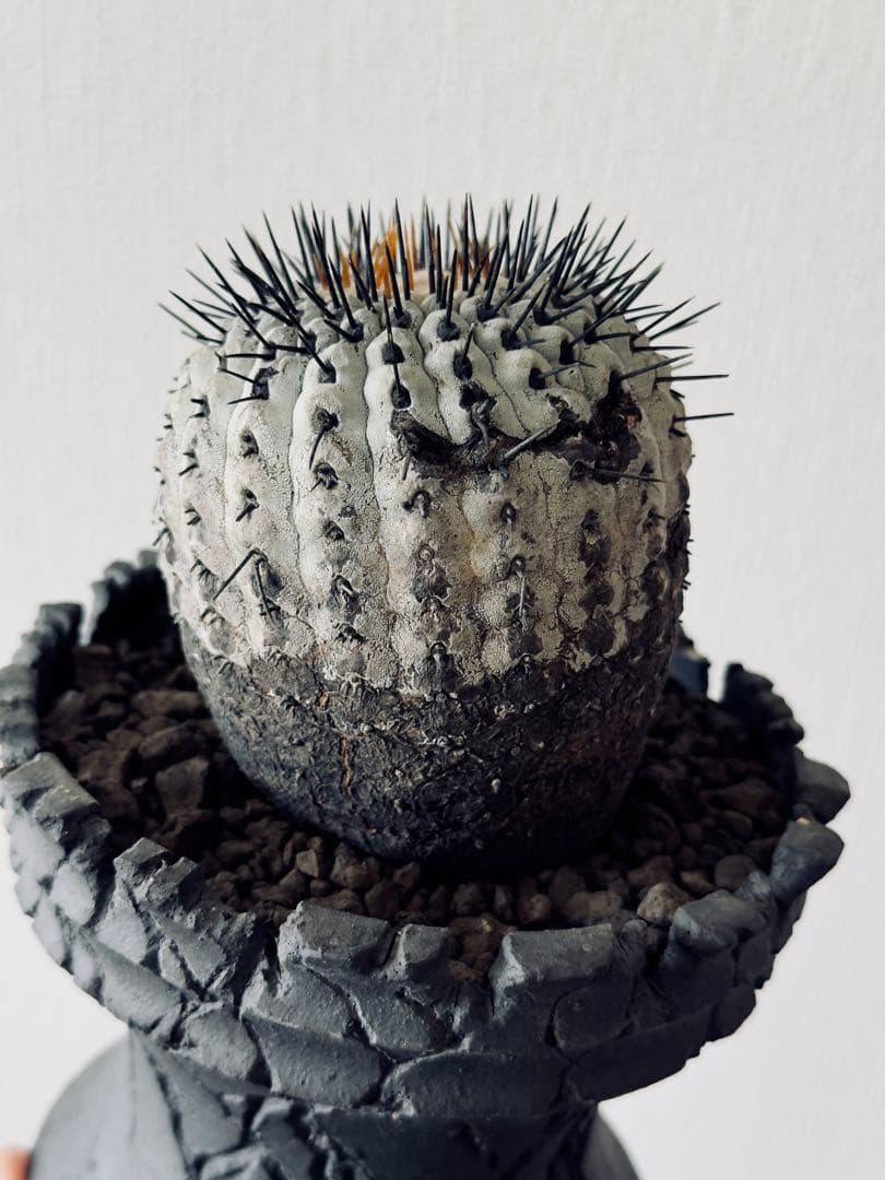 コピアポア Copiapoa コルムナアルバ　現地球　白肌美株　弧竜丸　黒王丸