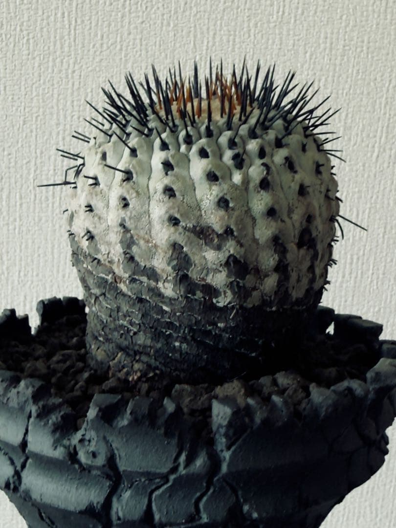 コピアポア Copiapoa コルムナアルバ　現地球　白肌美株　弧竜丸　黒王丸