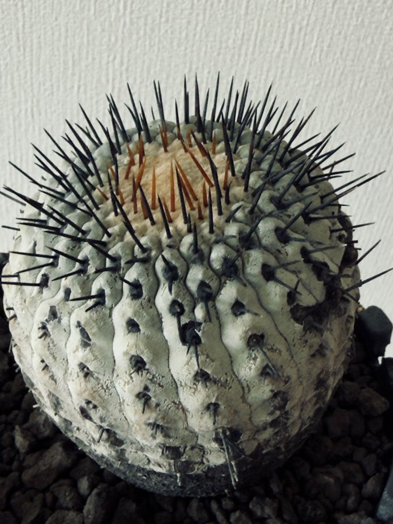コピアポア Copiapoa コルムナアルバ　現地球　白肌美株　弧竜丸　黒王丸
