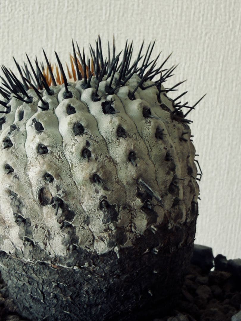 コピアポア Copiapoa コルムナアルバ　現地球　白肌美株　弧竜丸　黒王丸