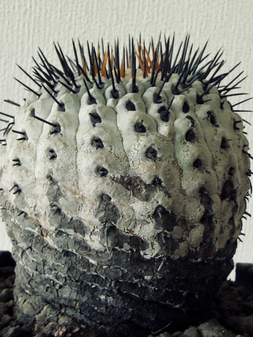 コピアポア Copiapoa コルムナアルバ　現地球　白肌美株　弧竜丸　黒王丸
