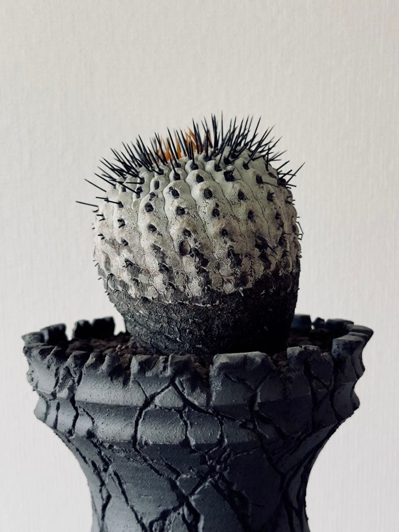 コピアポア Copiapoa コルムナアルバ　現地球　白肌美株　弧竜丸　黒王丸