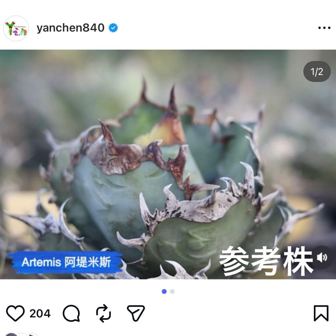 アガベ g14 アルテミス ヤンチェン - メルカリ