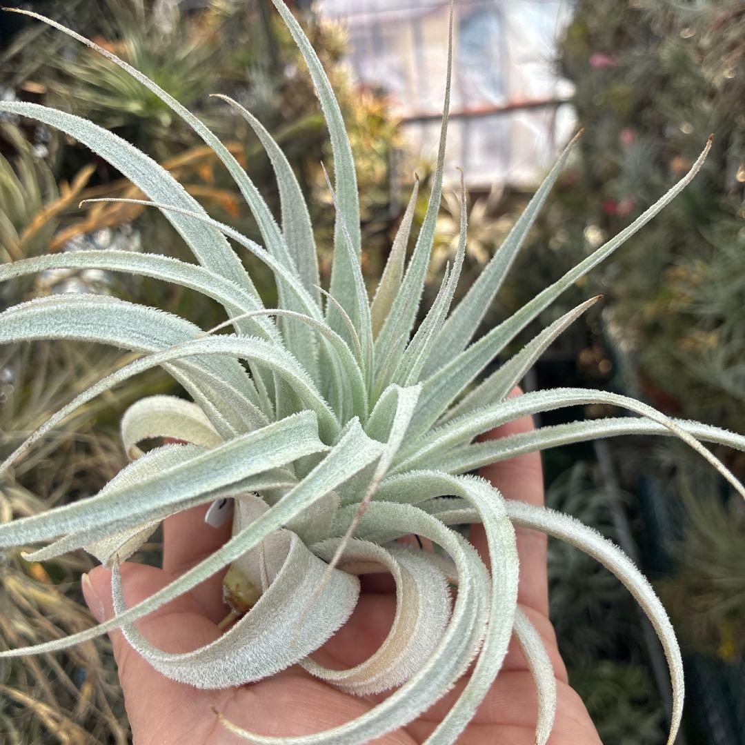 ブロメリア・エアープランツ T.gardneri var. rupicola from Jerry