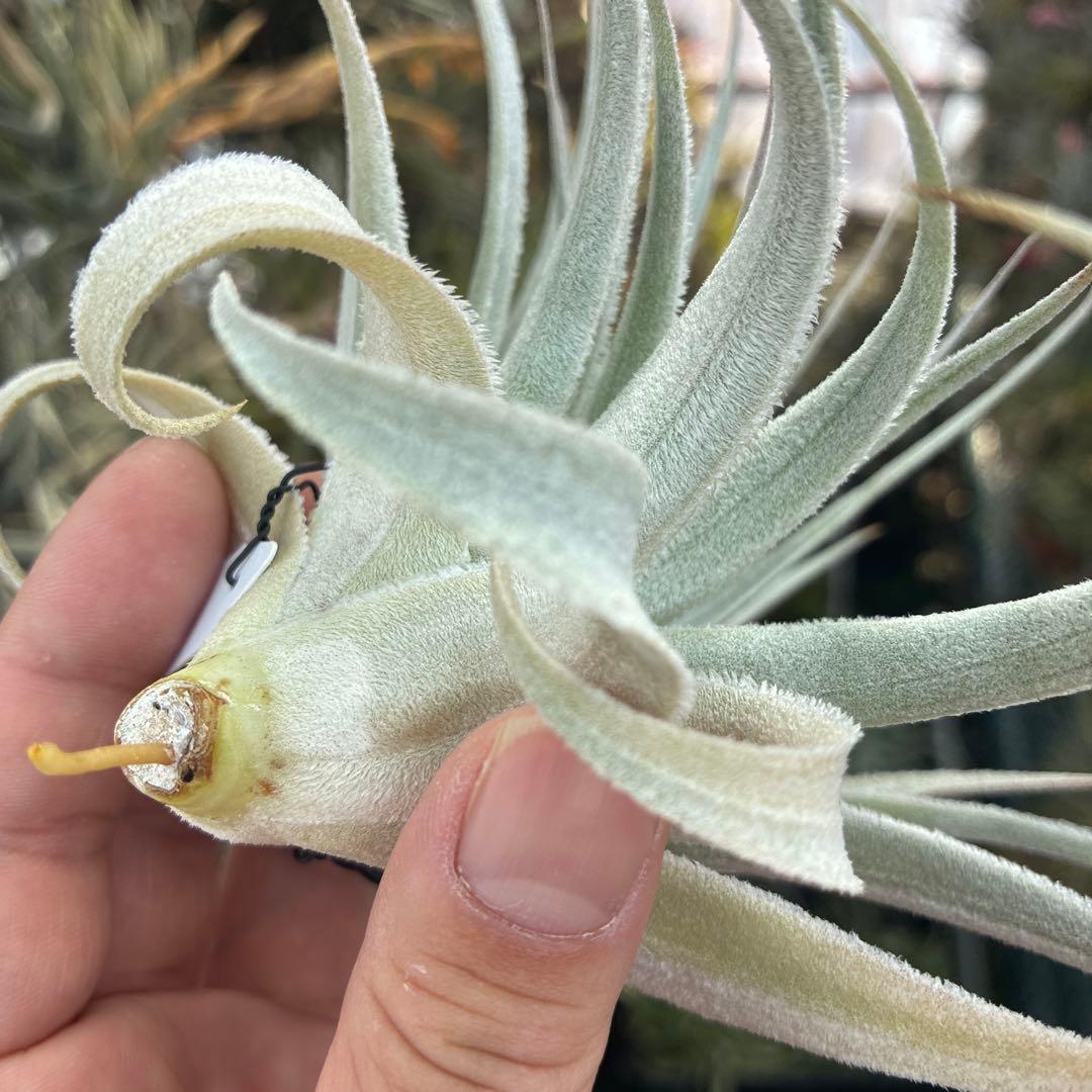 ブロメリア・エアープランツ T.gardneri var. rupicola from Jerry