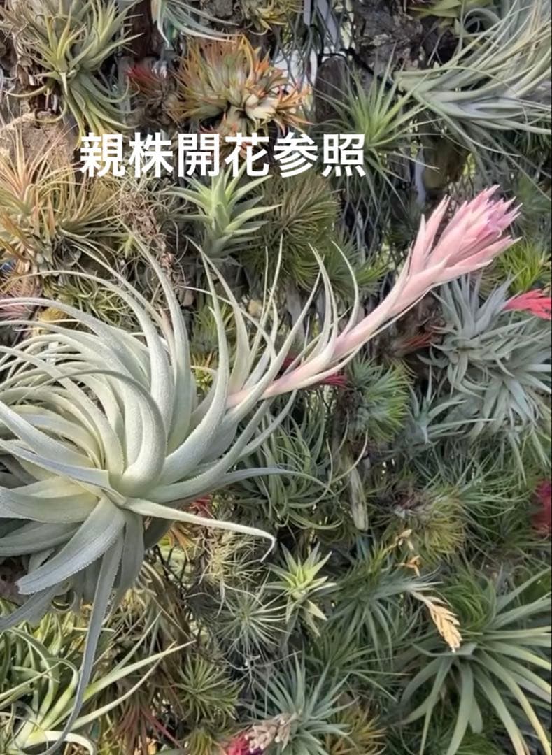 ブロメリア・エアープランツ T.gardneri var. rupicola from Jerry