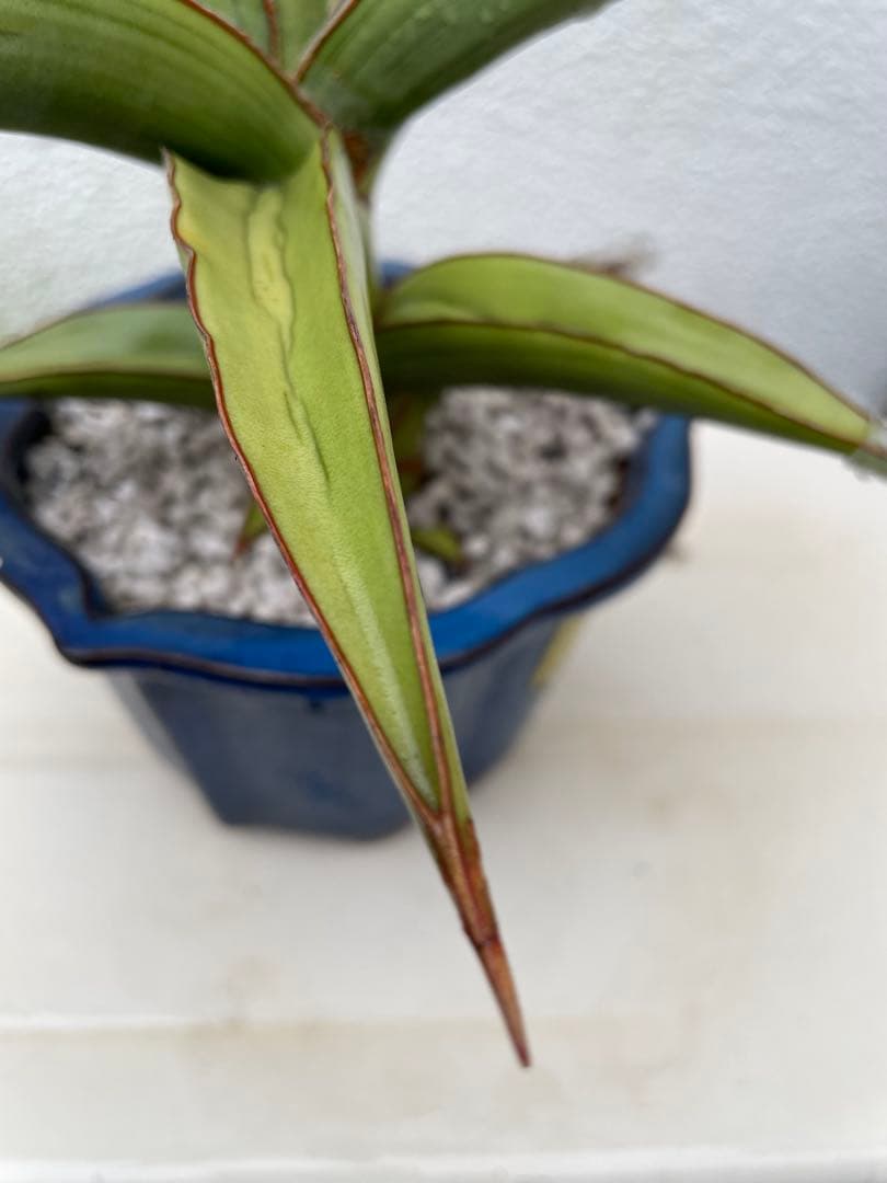 サンスベリア ラブラノス23251 ハイパー イエローワンダー 希少 - メルカリ