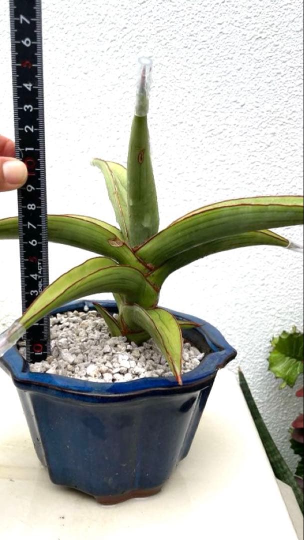 サンスベリア ラブラノス23251 ハイパー イエローワンダー 希少 - メルカリ