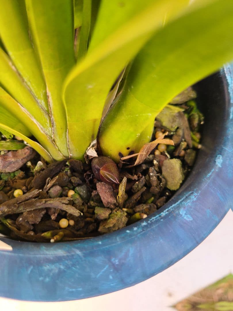 フォアゴットンフルーツ。花芽2個。5鉢セット。蜜蜂誘引蘭。日本蜜蜂。