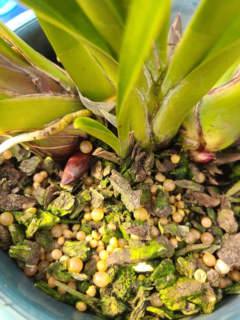 フォアゴットンフルーツ。花芽2個。5鉢セット。蜜蜂誘引蘭。日本蜜蜂。