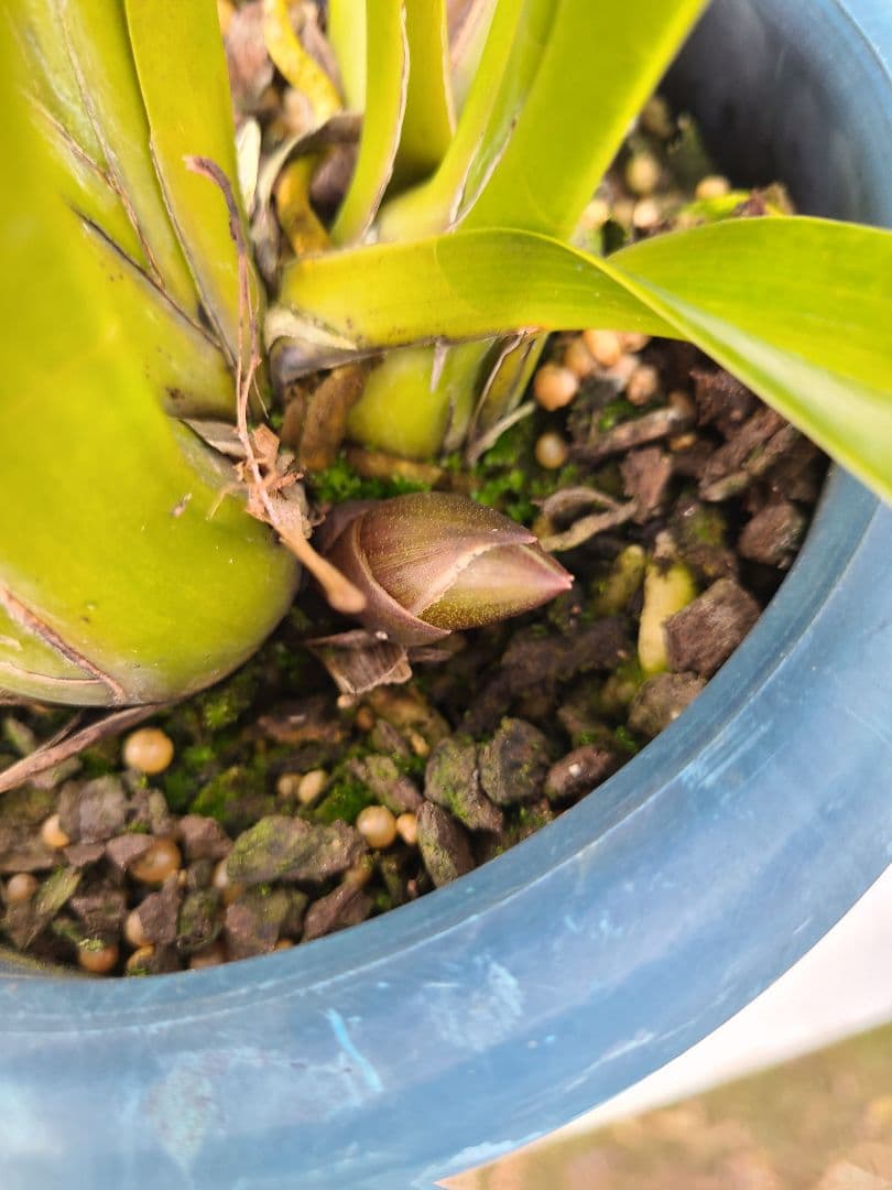 フォアゴットンフルーツ。花芽2個。5鉢セット。蜜蜂誘引蘭。日本蜜蜂。