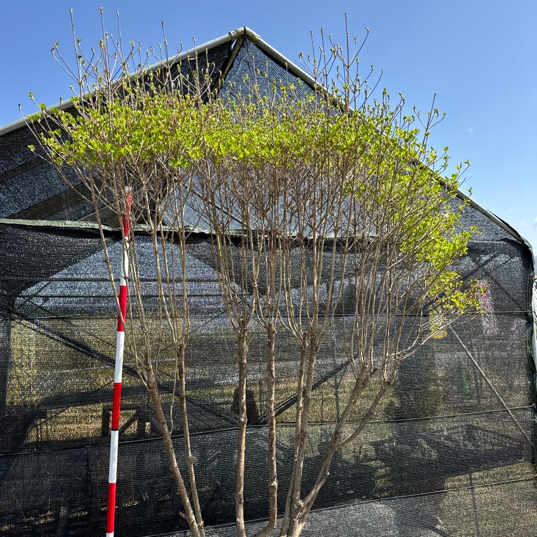 《お引き取り/本州配送可》特大株/ドウダンツツジ【現品限り】2-1