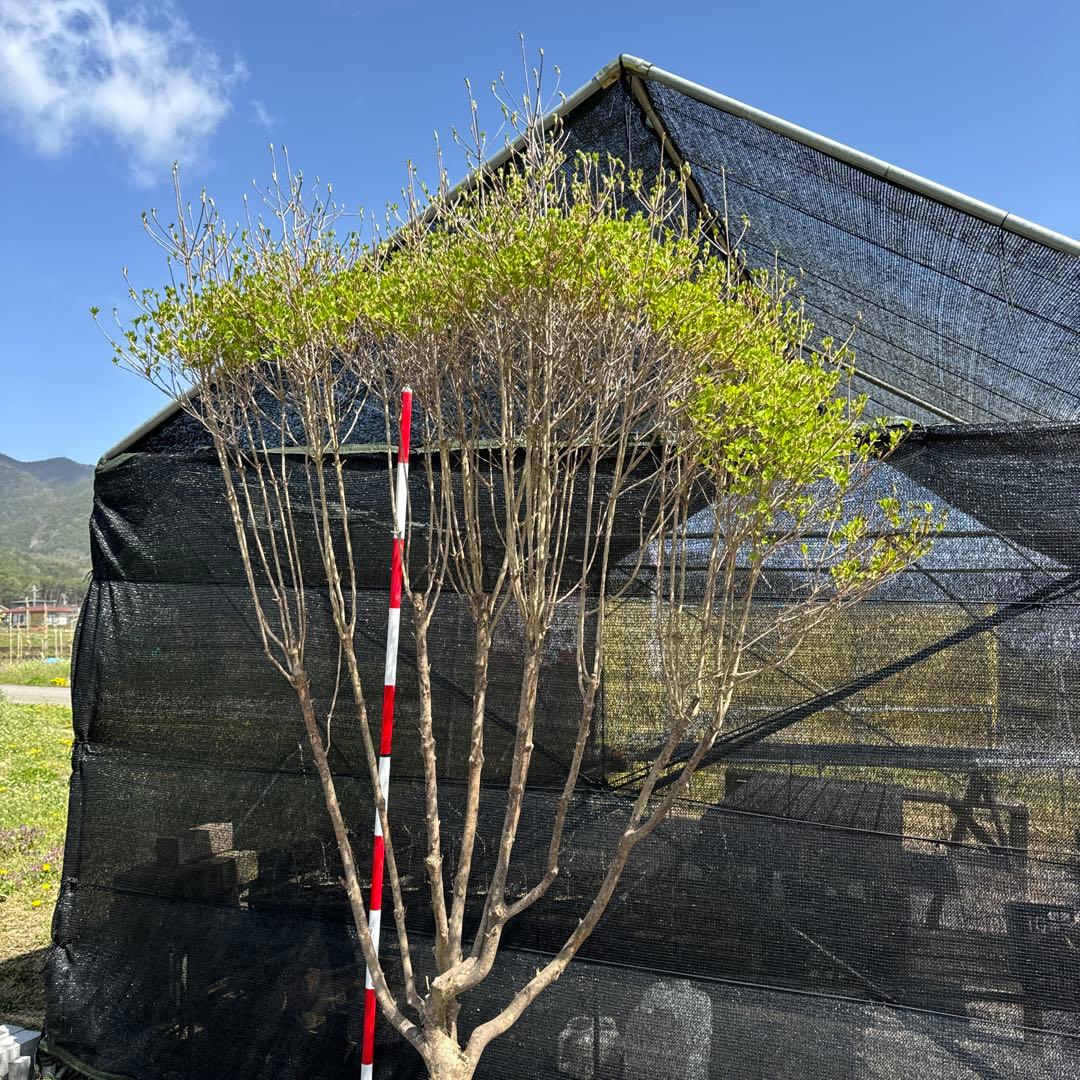 《お引き取り/本州配送可》特大株/ドウダンツツジ【現品限り】2-1