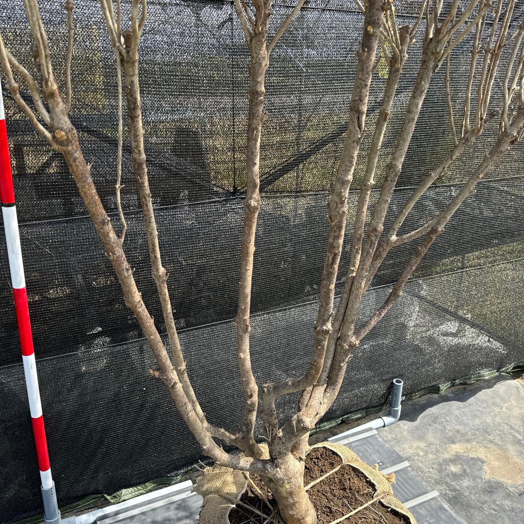 《お引き取り/本州配送可》特大株/ドウダンツツジ【現品限り】2-1