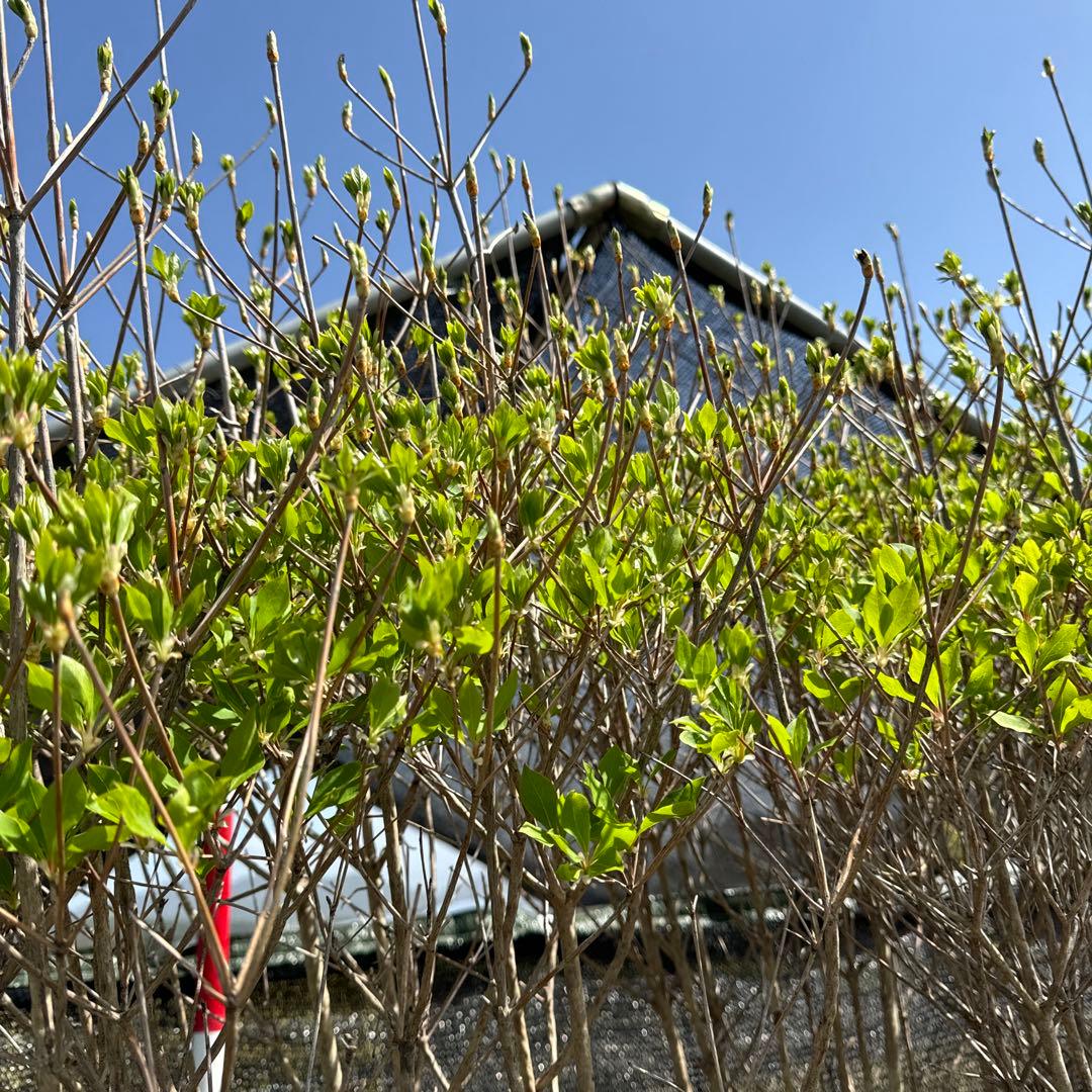 《お引き取り/本州配送可》特大株/ドウダンツツジ【現品限り】2-1