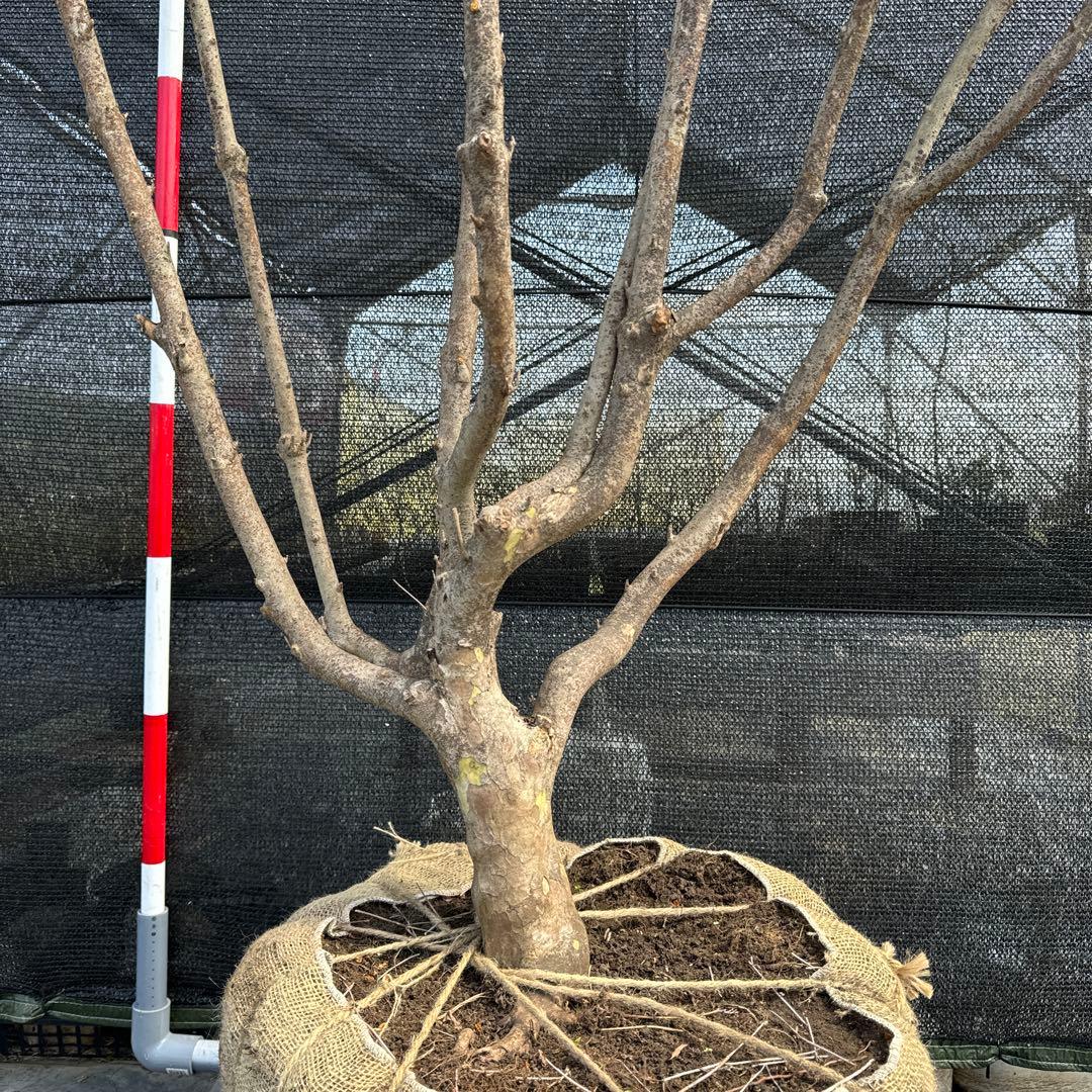 《お引き取り/本州配送可》特大株/ドウダンツツジ【現品限り】2-1